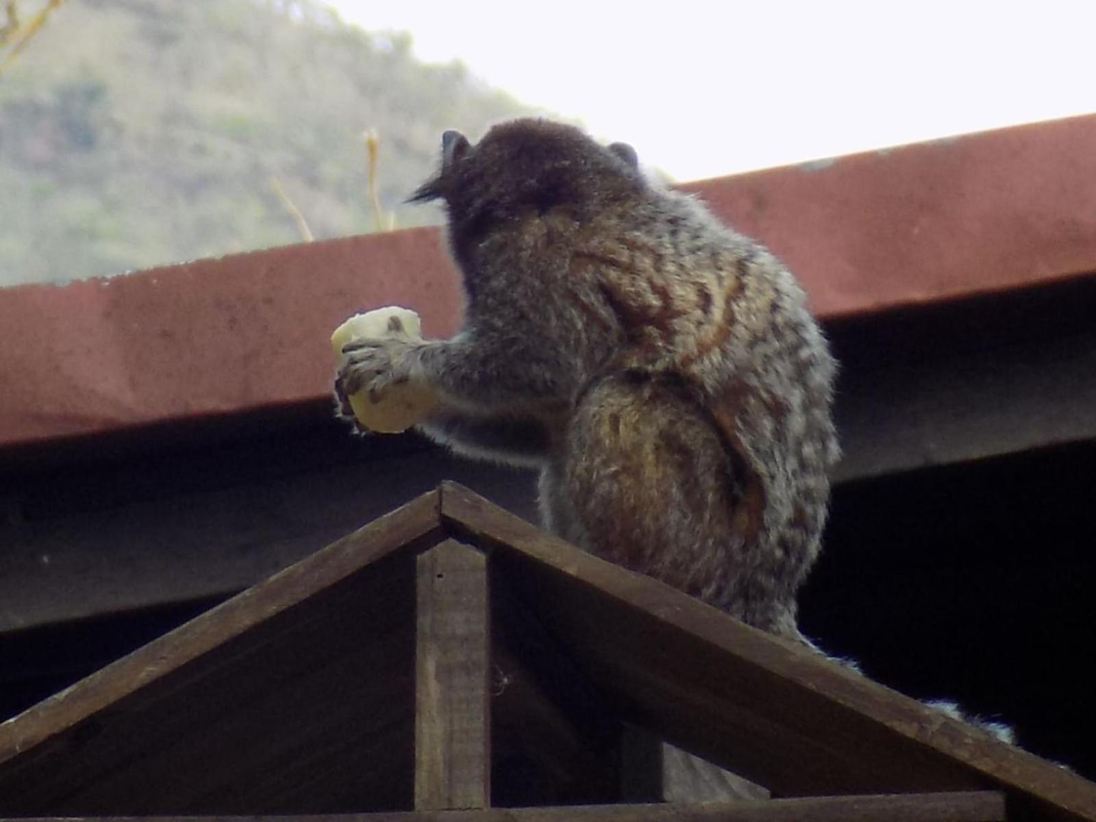 Pousada Fenix Pirenópolis エクステリア 写真