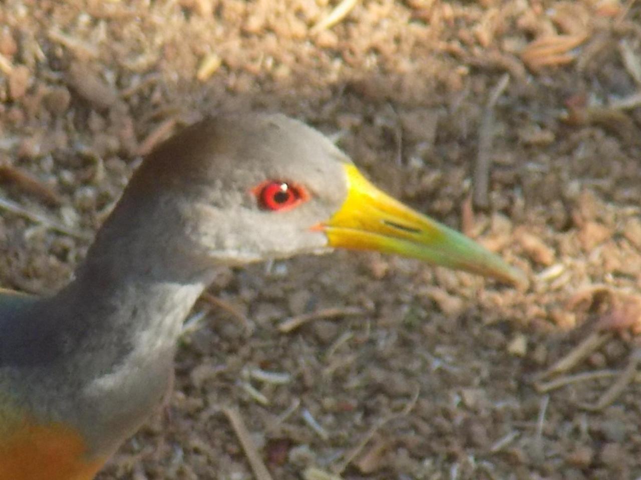 Pousada Fenix Pirenópolis エクステリア 写真