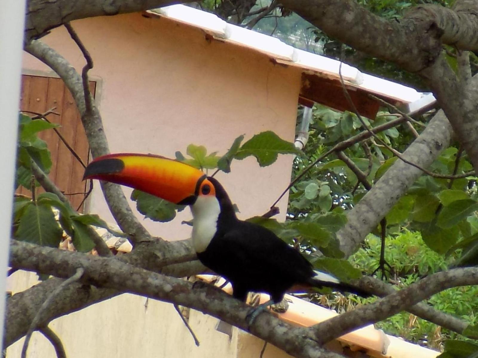 Pousada Fenix Pirenópolis エクステリア 写真