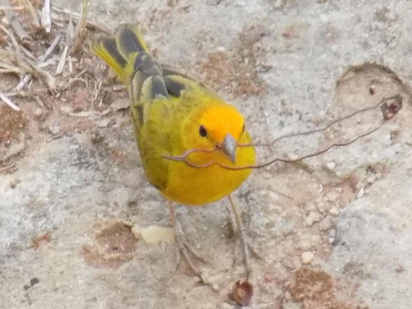 Pousada Fenix Pirenópolis エクステリア 写真