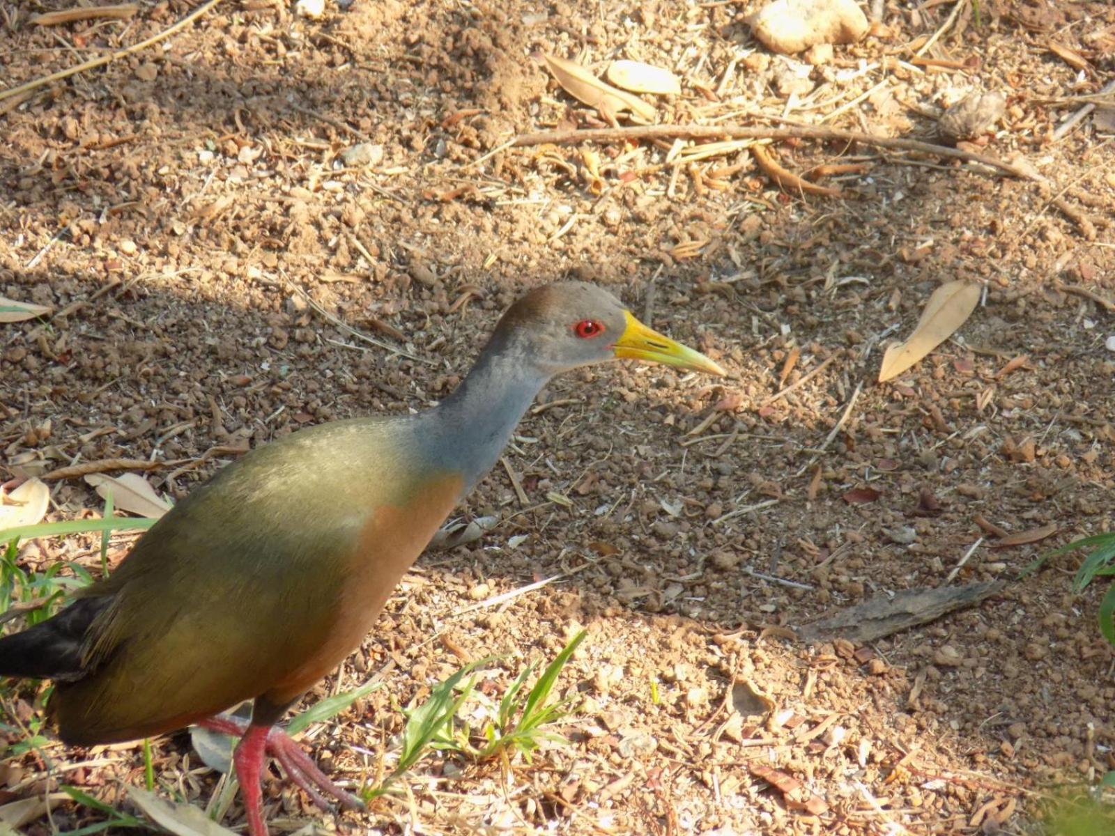 Pousada Fenix Pirenópolis エクステリア 写真